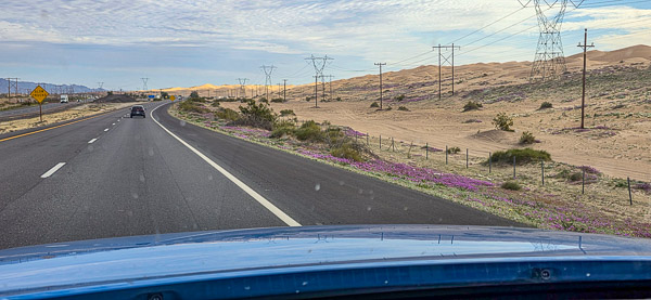 Wild flowers in bloom on the dunes along the interstate